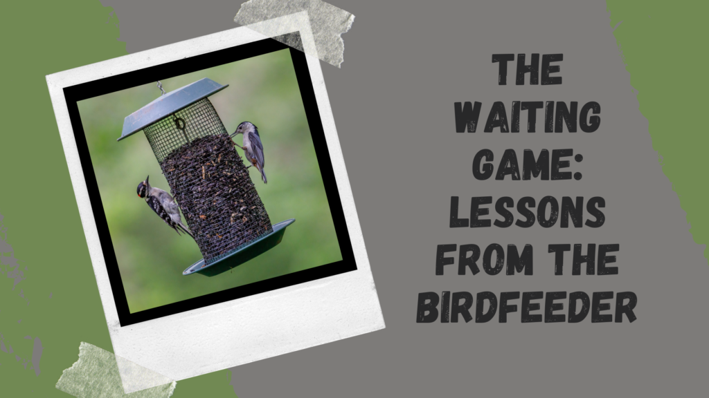 The Waiting Game: Lessons From the Birdfeeder